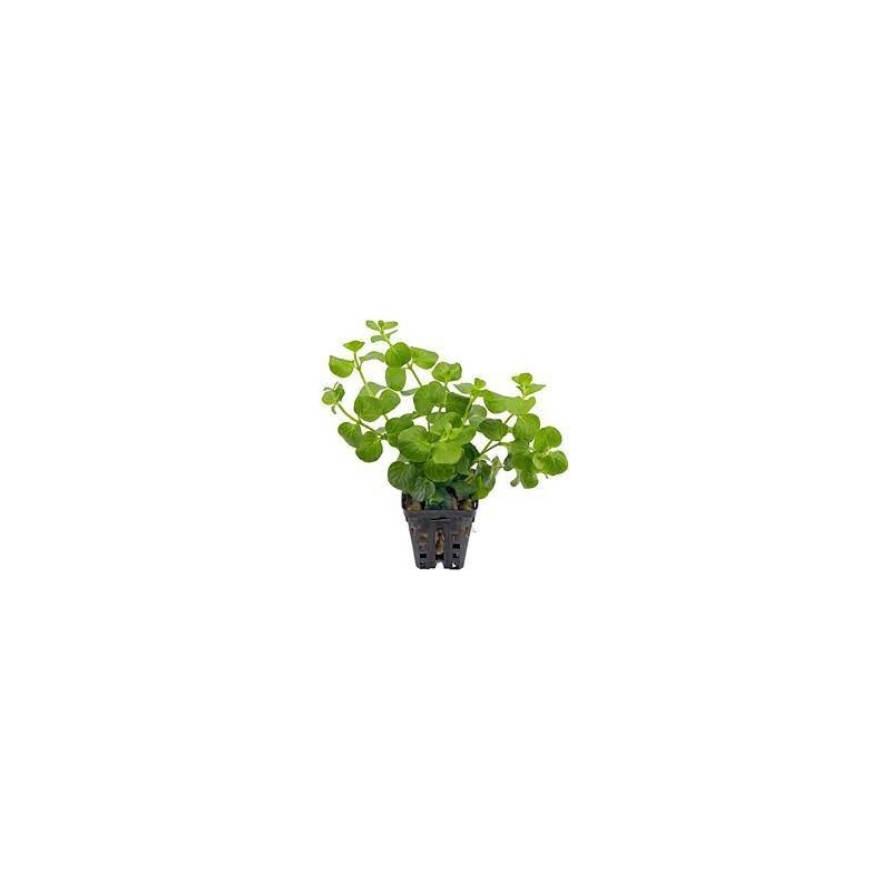 Lysimachia nummularia