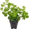 Lysimachia nummularia