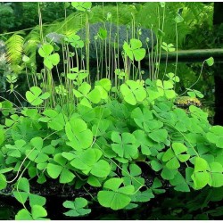 Marsilea quadrifolia