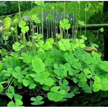 Marsilea quadrifolia