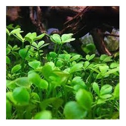 Marsilea quadrifolia