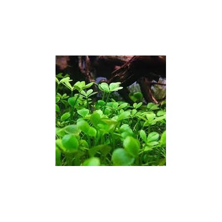 Marsilea quadrifolia