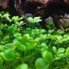 Marsilea quadrifolia