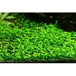 Marsilea crenata/hirsuta