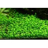 Marsilea crenata/hirsuta