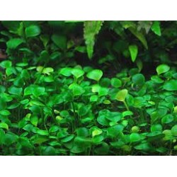 Marsilea crenata/hirsuta