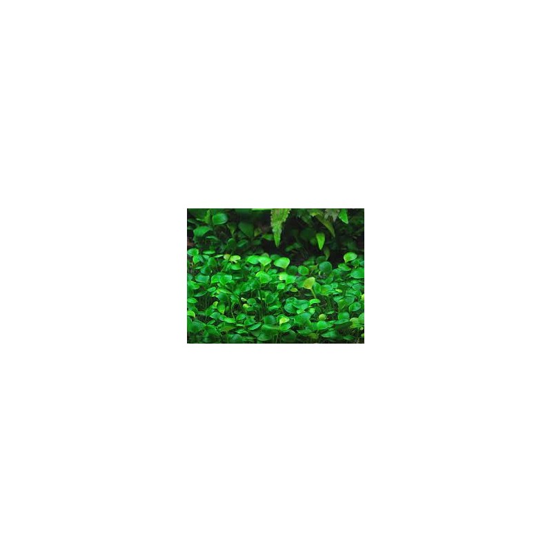 Marsilea crenata/hirsuta