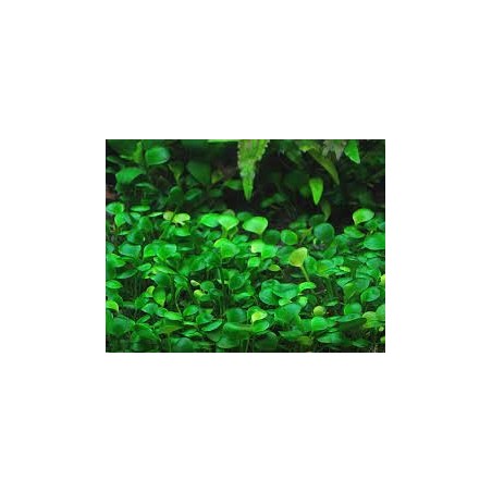 Marsilea crenata/hirsuta