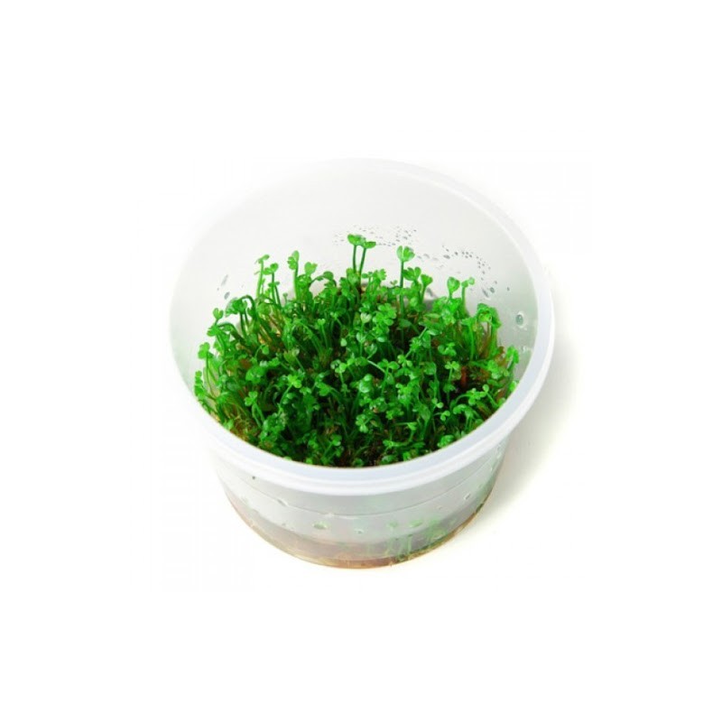 Marsilea crenata/hirsuta