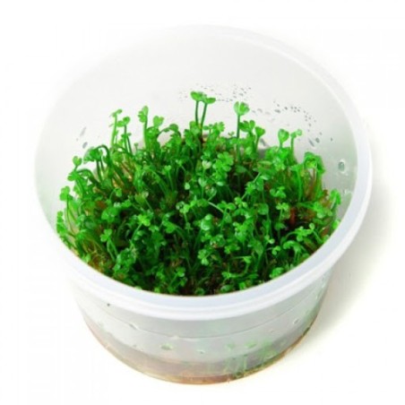 Marsilea crenata/hirsuta