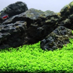 Micranthemum monte carlo