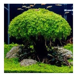 Micranthemum monte carlo