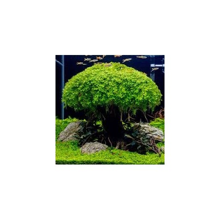 Micranthemum monte carlo