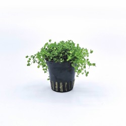 Micranthemum monte carlo