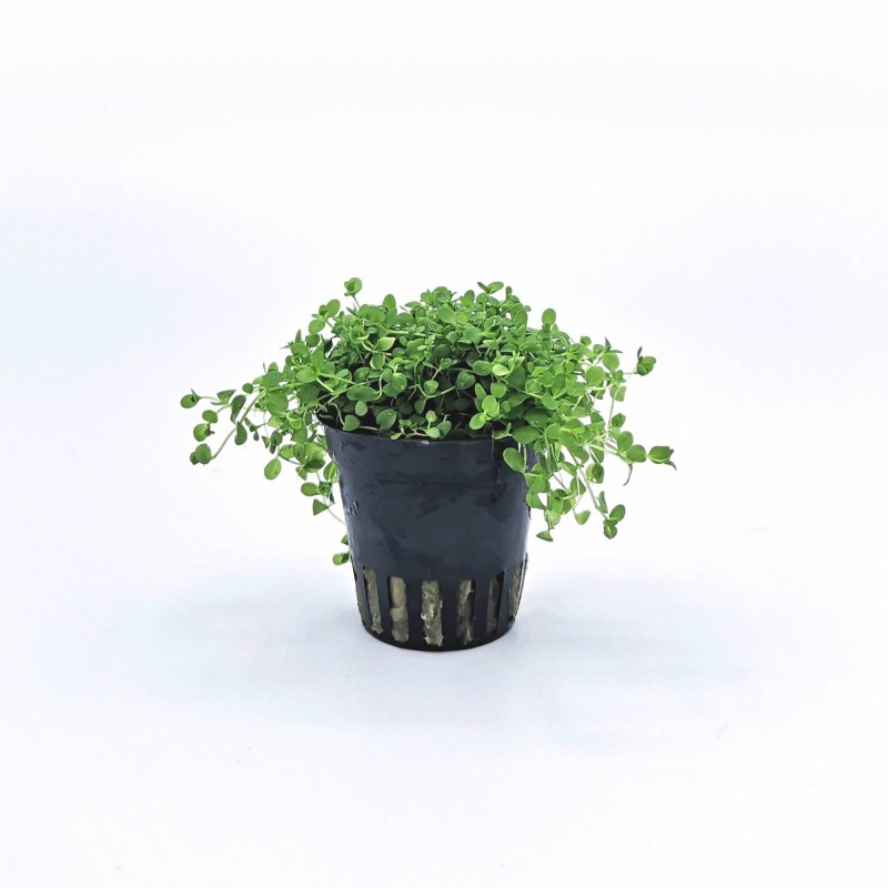 Micranthemum monte carlo