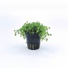 Micranthemum monte carlo