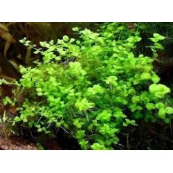Micranthemum umbrosum