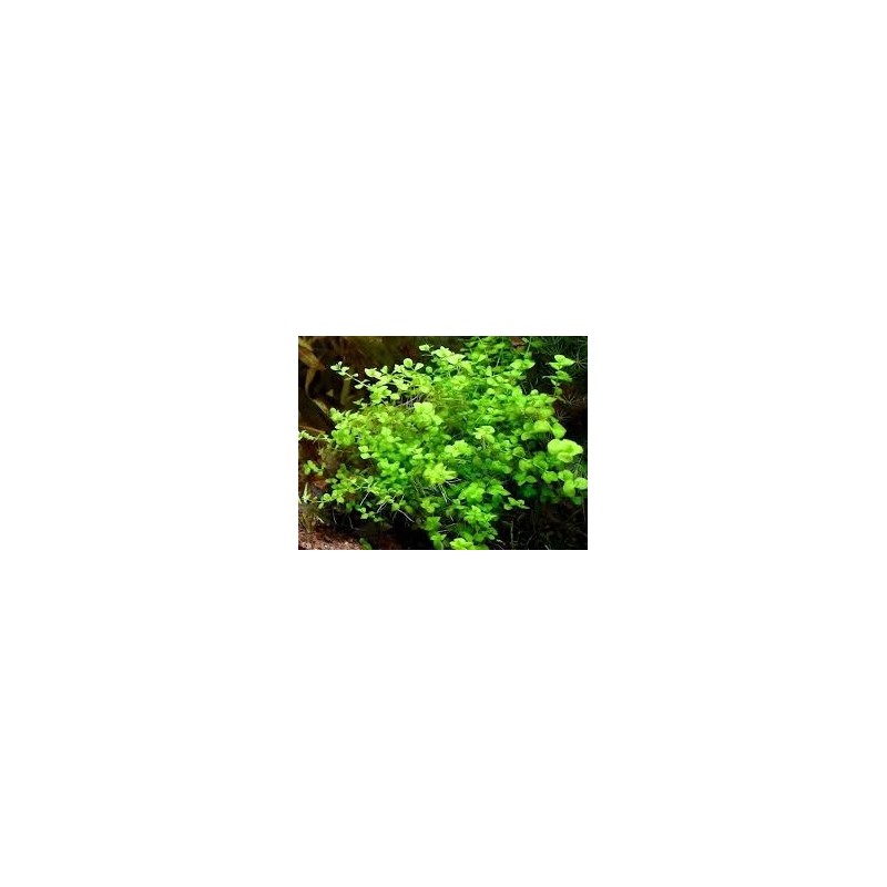 Micranthemum umbrosum Micranthemum umbrosum