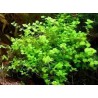 Micranthemum umbrosum