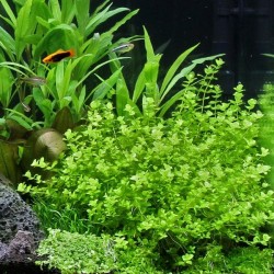 Micranthemum umbrosum