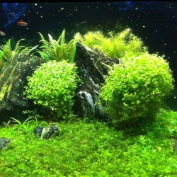 Micranthemum umbrosum