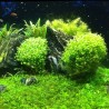 Micranthemum umbrosum