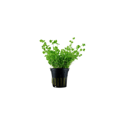 Micranthemum umbrosum