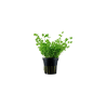Micranthemum umbrosum