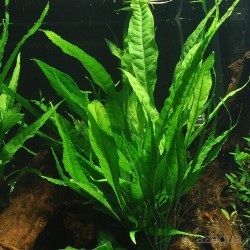 Microsorium pteropus