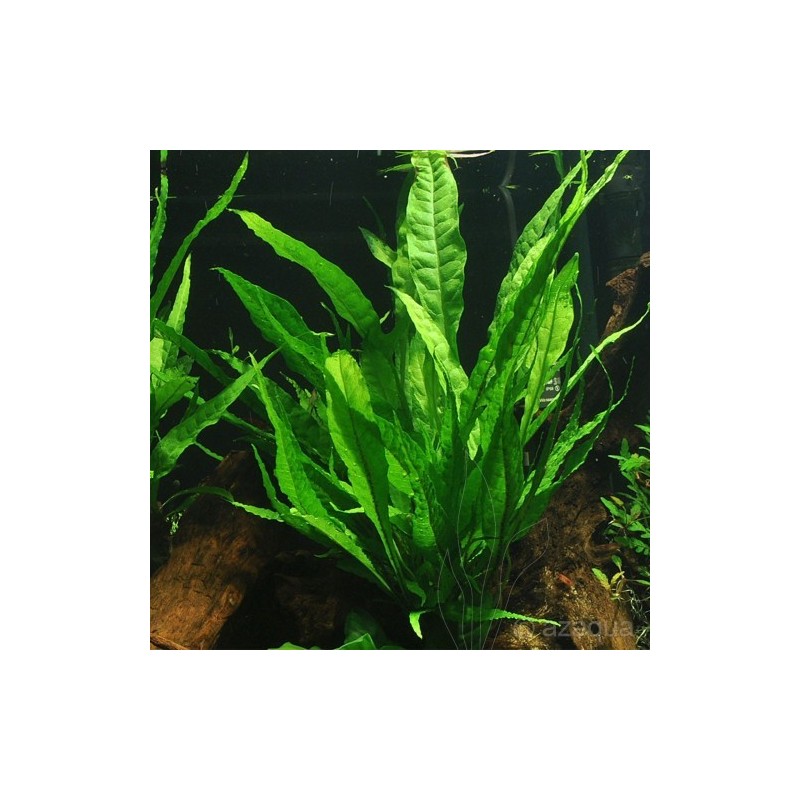 Microsorium pteropus Microsorium pteropus