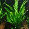 Microsorium pteropus
