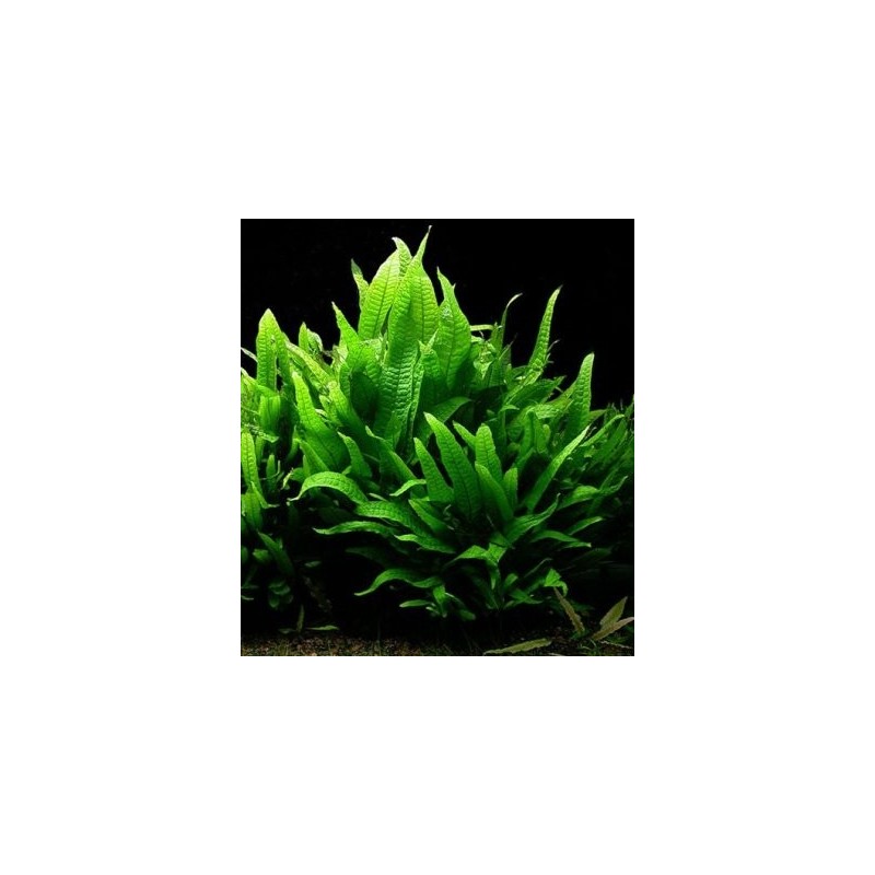 Microsorium pteropus