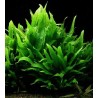 Microsorium pteropus