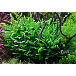 Microsorum pteropus mini