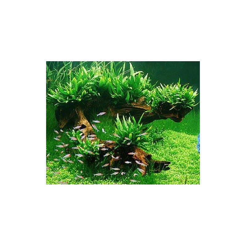 Microsorum pteropus mini