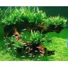 Microsorum pteropus mini