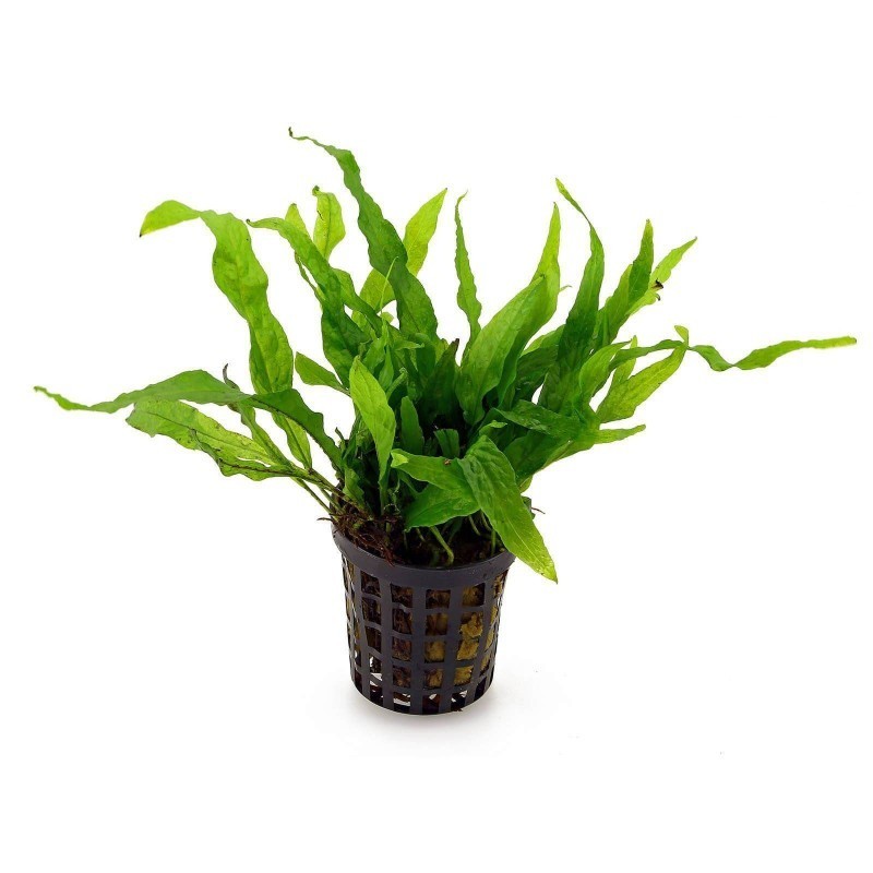 Microsorum pteropus mini