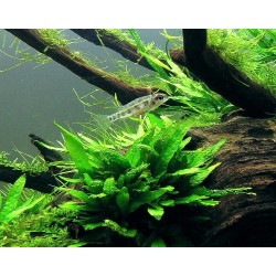 Microsorum pteropus green gnome