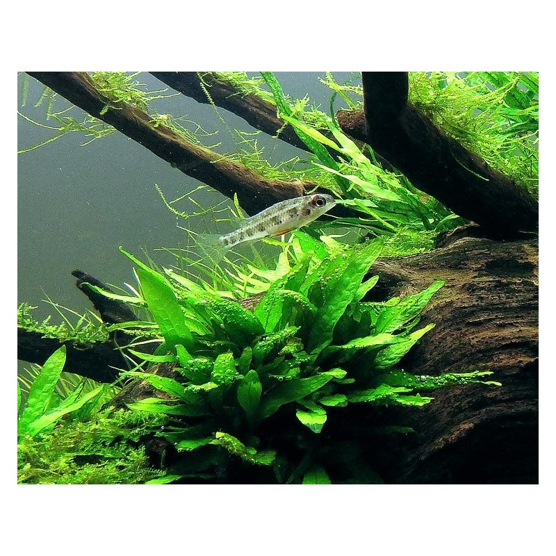 Microsorum pteropus green gnome Microsorum pteropus green gnome