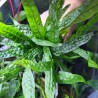 Microsorum pteropus green gnome