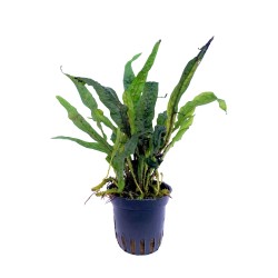 Microsorum pteropus green gnome
