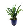 Microsorum pteropus green gnome