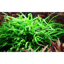 Microsorum pteropus trident