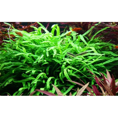 Microsorum pteropus trident