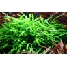 Microsorum pteropus trident