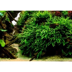 Microsorum pteropus trident