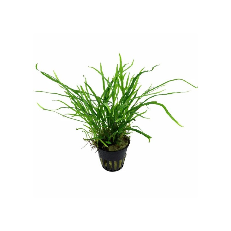Microsorum pteropus trident