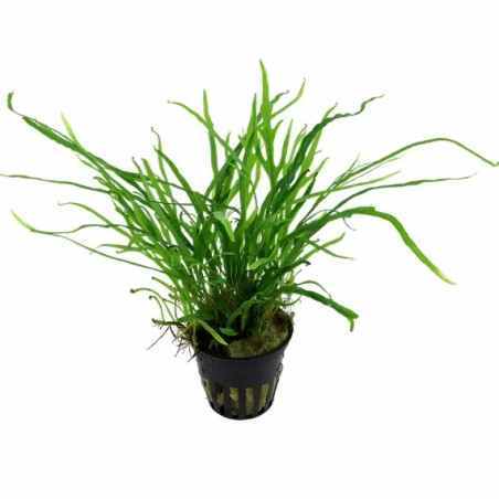 Microsorum pteropus trident