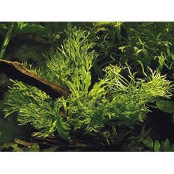 Microsorum pteropus windelov
