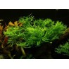 Microsorum pteropus windelov